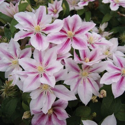 Клематис Андромеда/ 1 шт. в уп.