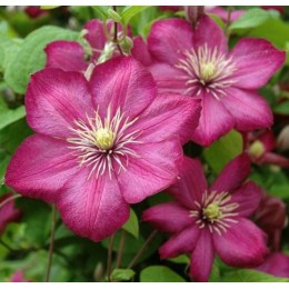 Клематис Вилле де Лион/ 1 шт. в уп.