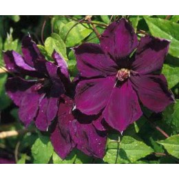 Клематис Джипси Куин/ 1 шт. в уп.