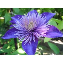 Клематис Мульти Блю/ 1 шт. в уп.