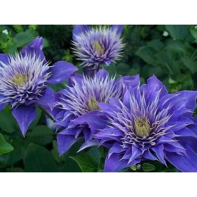 Клематис Мульти Блю/ 1 шт. в уп.