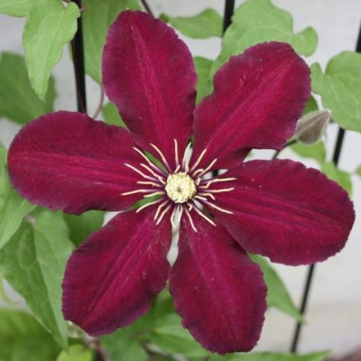 Клематис Ниобе/ 1 шт. в уп.