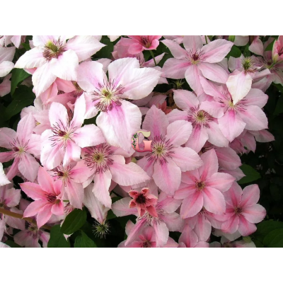 Клематис Пинк Фентези/ 1 шт. в уп.