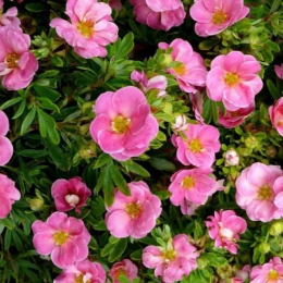 Лапчатка Пинк Квин/ 1 шт.