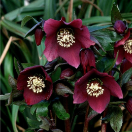 Морозник Притти Эллен Рэд Леди/ 1 шт. в уп.