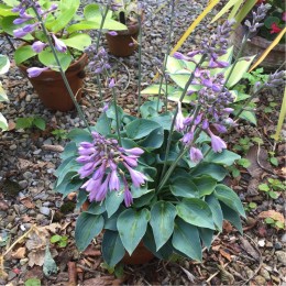 Хоста Блю кадет/ 1 шт. в уп.