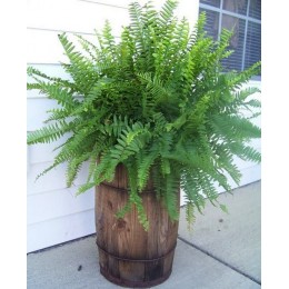 Страусник папоротник/ 1 шт. в уп.