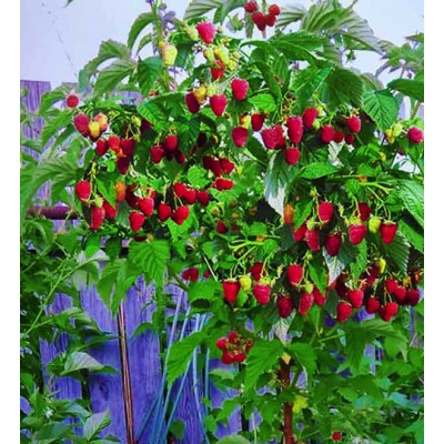 Малиновое дерево Таруса/1 шт. Малиновое дерево Таруса/1 шт.