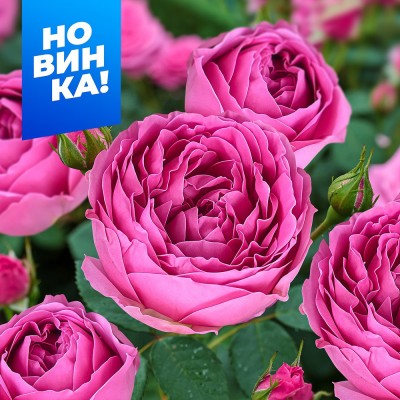 Роза Марвелоус Баблс/Сем Алт/1шт. в коробке