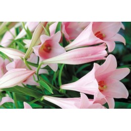 Лилия Элегант леди/ 3 шт. в уп.