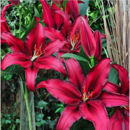 Лилия Файрболт/ 3 шт. в уп.