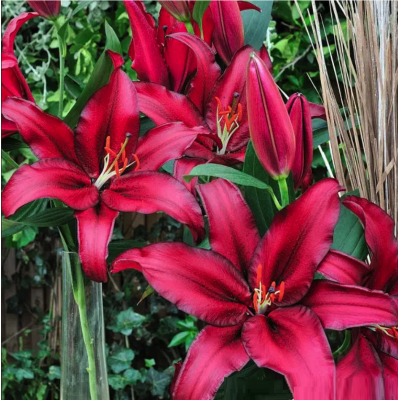 Лилия Файрболт/ 3 шт. в уп.