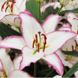 Лилия Хотлайн/ 3 шт. в уп.