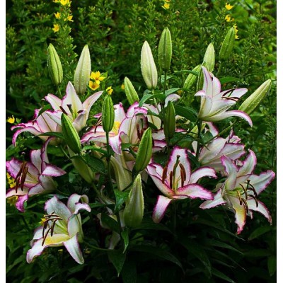 Лилия Хотлайн/ 3 шт. в уп.