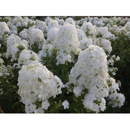 Флокс Фудзияма/ 2 шт. в уп.