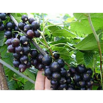 Смородина черная Селеченская/1 шт.