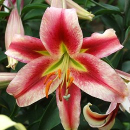 Лилия Олимпик Тач/ 3 шт в уп.