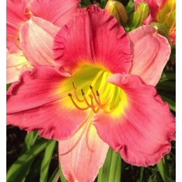 Лилейник Финал Тач/ 1 шт. в уп.