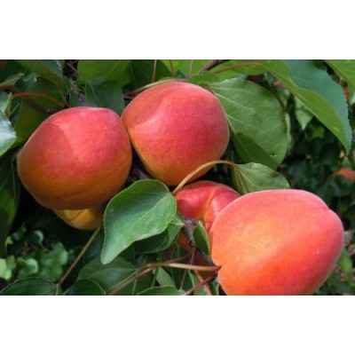 Персик Канадиан Хармони/1шт.
