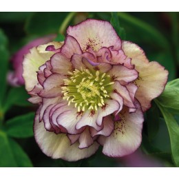 Морозник Дабл Эллен Пикоти/ 1 шт. в уп.