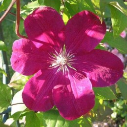Клематис Руж Кардинал/ 1 шт. в уп.