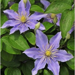 Клематис Джаста/ 1 шт. в уп.