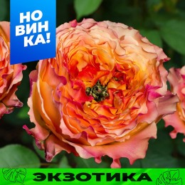 Роза Кабана/Сем Алт/1 шт. в коробке