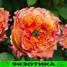 Роза Кабана/Сем Алт/1 шт. в коробке
