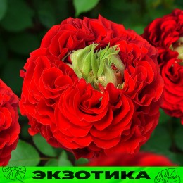 Роза Ред Монстр/Сем Алт/1 шт. в коробке