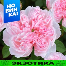 Роза Сесиль де Воланж/Сем Алт/1 шт. в коробке