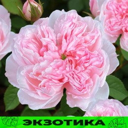 Роза Сесиль де Воланж/Сем Алт/1 шт. в коробке