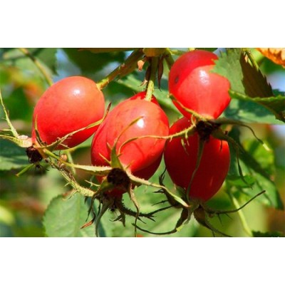 Шиповник Витаминный Вниви/ 1 шт.