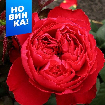 Роза Травиата (3-х летка)/Сем Алт/1шт. в коробке