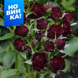 Роза Династи Сенсейшн/Сем Алт/1 шт. в коробке
