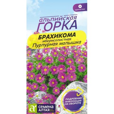 Цветы Брахикома Пурпурная малышка/Сем Алт/цп 0,05 гр. Альпийская горка НОВИНКА