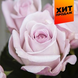 Роза Баунти Вей/Сем Алт/1 шт. в коробке