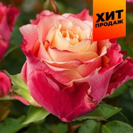 Роза 3D/Сем Алт/1 шт. в коробке