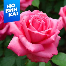 Роза Веддинг Беллс/Сем Алт/1 шт. в коробке