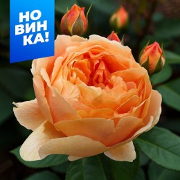 Роза Каралуна/Сем Алт/1 шт. в коробке