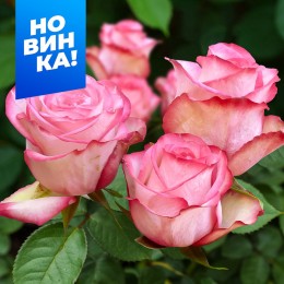 Роза Паулина/Сем Алт/1 шт. в коробке