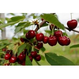 Вишня Харитоновская/ 1 шт.
