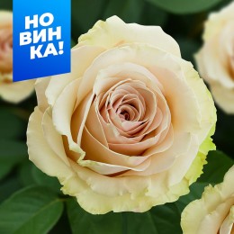 Роза Помпеи/Сем Алт/1 шт. в коробке
