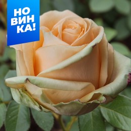 Роза Приорити/Сем Алт/1 шт. в коробке