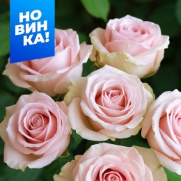 Роза Свит Аваланж/Сем Алт/1 шт. в коробке