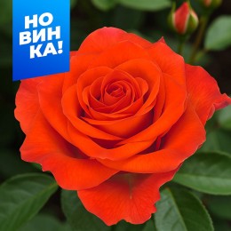 Роза Спутник/Сем Алт/1 шт. в коробке