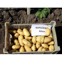 Картофель Королева Анна (супер элита)/ Россия/ 2 кг