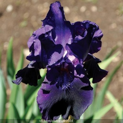 Ирис Блэк Таффета/ 1 шт. в уп.