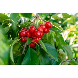 Вишня Морозовка/1шт.