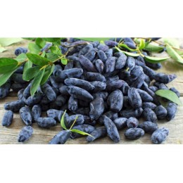 Жимолость Золушка/ 1шт.