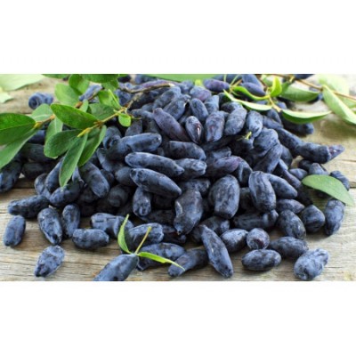 Жимолость Золушка/ 1шт. Жимолость Золушка/ 1шт.